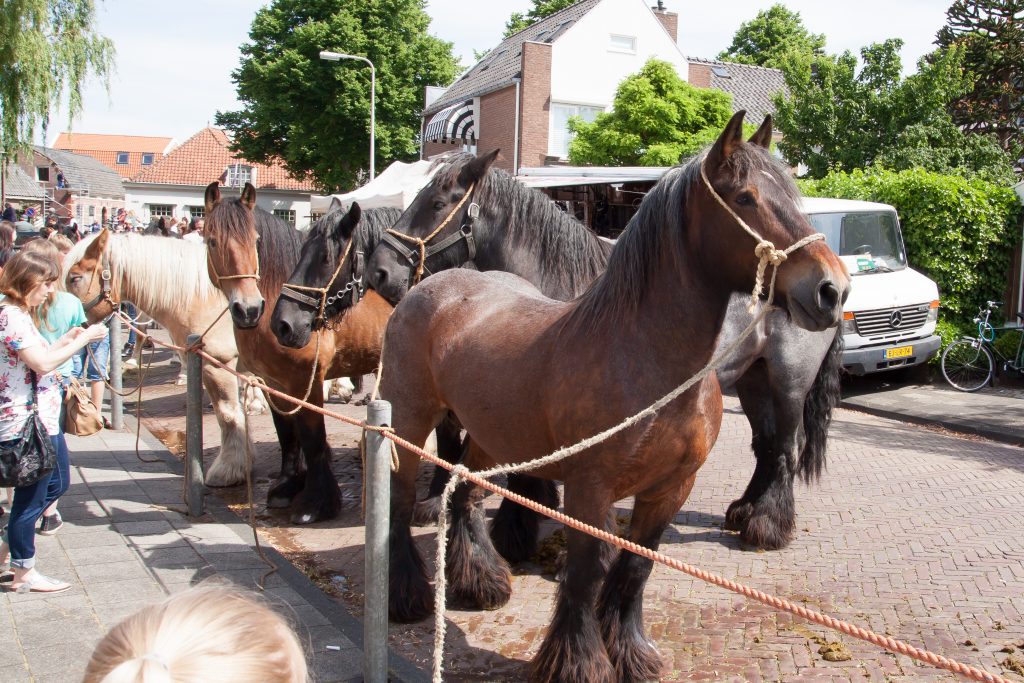 Paardenmarkt RIjnsburg