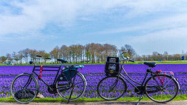kust Nebu snelweg Ruta de las flores de Bollenstreek: la ruta ciclista a lo largo de las  flores de primavera o verano