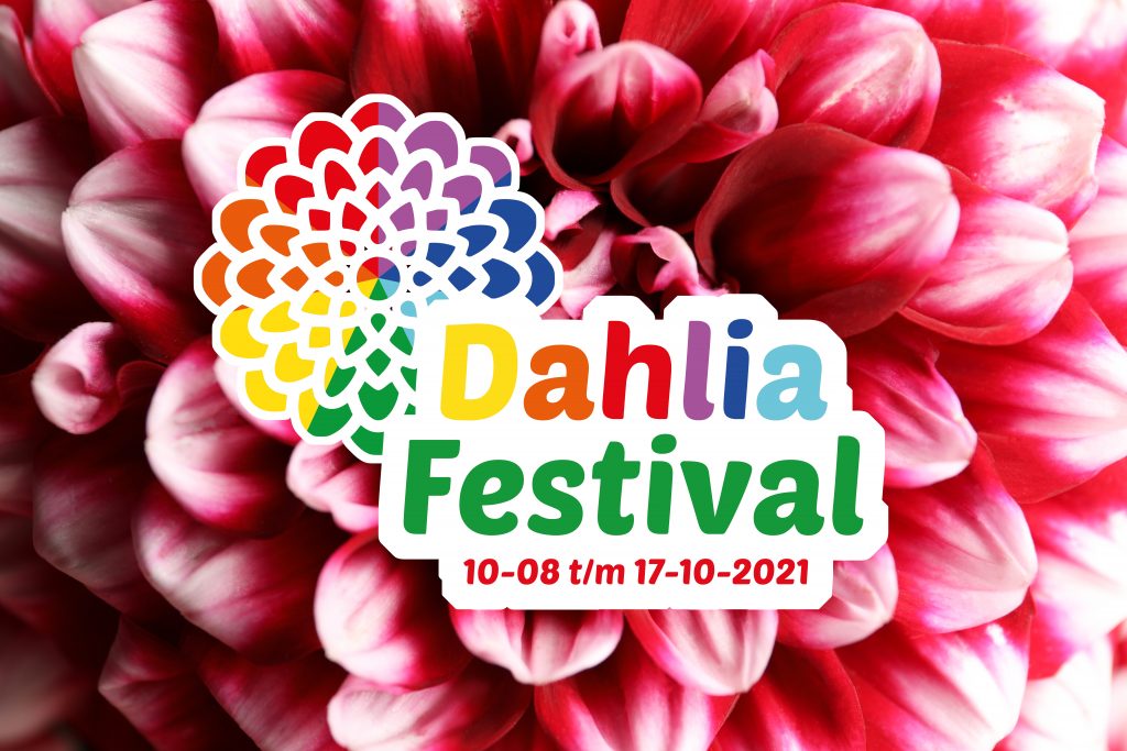 dahlia festival
