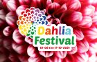 dahlia festival