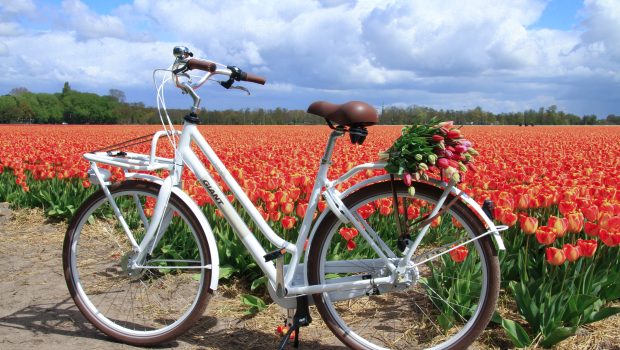 Cycling on the Dutch Flower Route